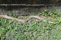 Masticophis mentovarius