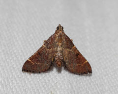 Persicoptera aglaopa