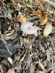 Favolus brasiliensis