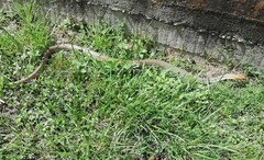 Masticophis mentovarius