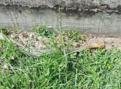 Masticophis mentovarius