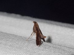 Persicoptera aglaopa