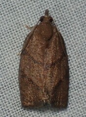 Argyrotaenia juglandana