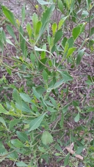 Symphyopappus casarettoi