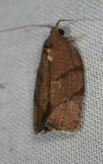 Argyrotaenia juglandana