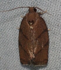 Argyrotaenia juglandana