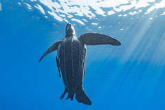 Dermochelys coriacea