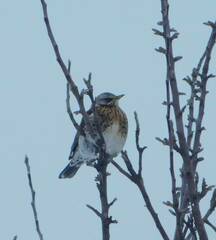Turdus pilaris