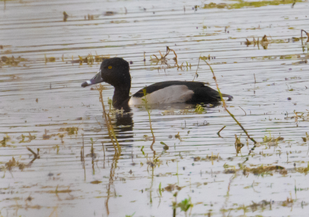 Ringnecked Duck from Corkscrew, FL, USA on November 24, 2022 at 1043