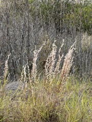 Schizachyrium littorale