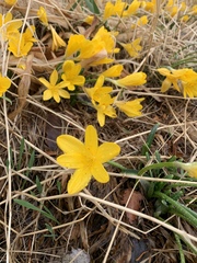 Sternbergia lutea lutea