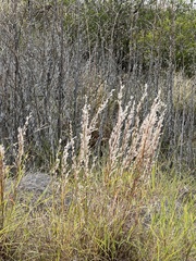 Schizachyrium littorale