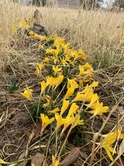 Sternbergia lutea lutea