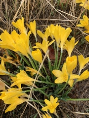 Sternbergia lutea lutea