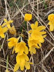 Sternbergia lutea lutea