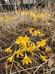 Sternbergia lutea lutea