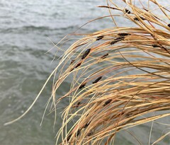 Carex buchananii