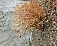 Carex buchananii