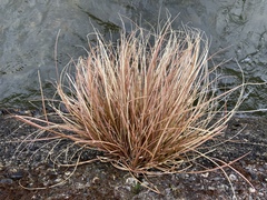 Carex buchananii