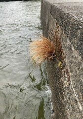 Carex buchananii
