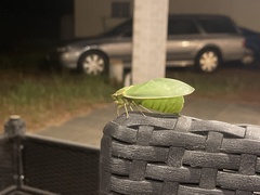 Cystosoma saundersii