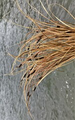 Carex buchananii