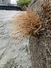 Carex buchananii