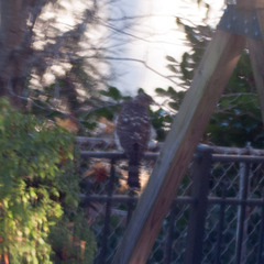Accipiter