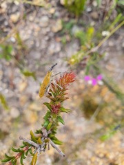 Erica cerinthoides
