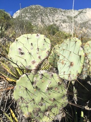 Opuntia phaeacantha