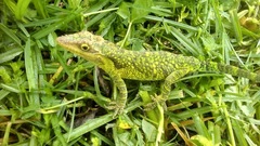 Anolis heterodermus