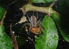 Dendrolycosa robusta