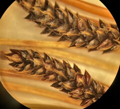 Carex buchananii