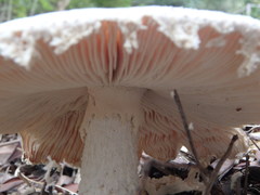 Amanita neo-ovoidea