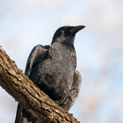 Corvus brachyrhynchos