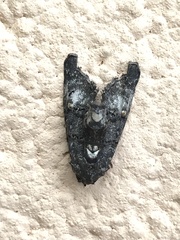 Marathyssa albidisca