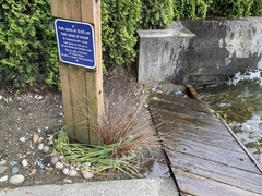 Carex buchananii