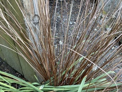 Carex buchananii