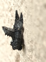 Marathyssa albidisca