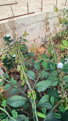 Crotalaria verrucosa