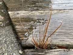 Carex buchananii