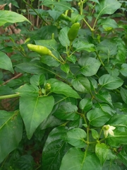 Capsicum annuum conoides