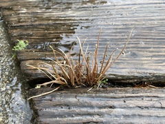 Carex buchananii