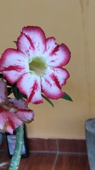 Adenium