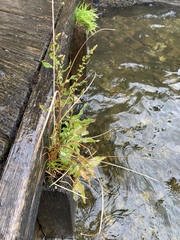 Carex buchananii