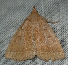 Zanclognatha jacchusalis