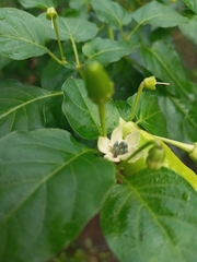 Capsicum annuum conoides
