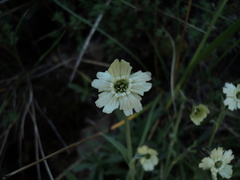 Silene chilensis