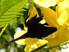 Xylocopa latipes