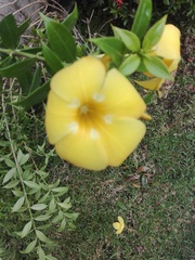 Allamanda cathartica
